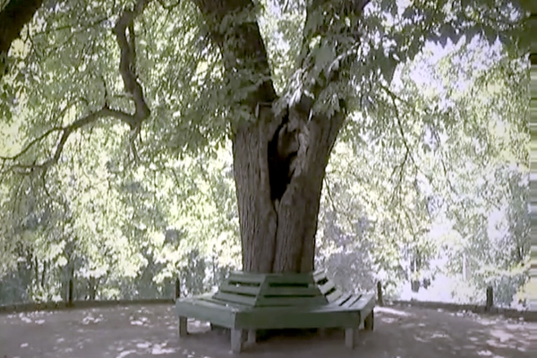 Sofievka tree